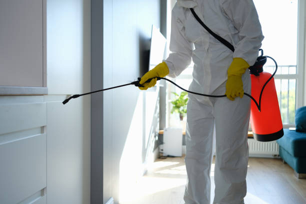 Best DIY Mold Remediation Support Services in Vineland, NJ
