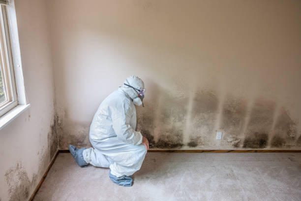 Best Crawl Space Mold Remediation in Vineland, NJ